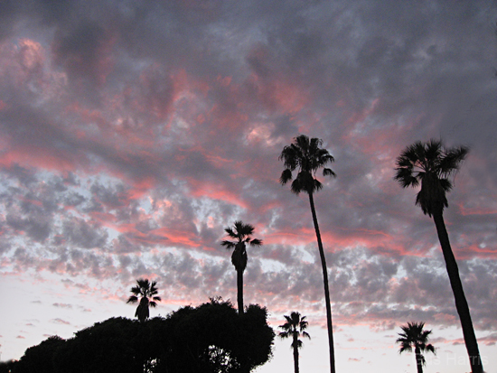 cl Pink Grey Clouds Palms_7180