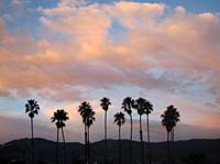 ar Beautiful Peach Clouds Palms_2814