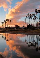 az Palms Clouds Reflections_3390