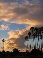 bd White Cloud Palms_3380