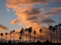 bw Golden Cloud Palms_3396