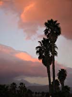 ca Palm Trees Orange Sunset_8891 (2)