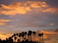 ce Golden Clouds Palm Trees_3588