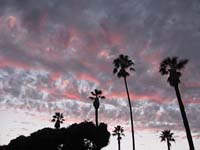 cl Pink Grey Clouds Palms_7180