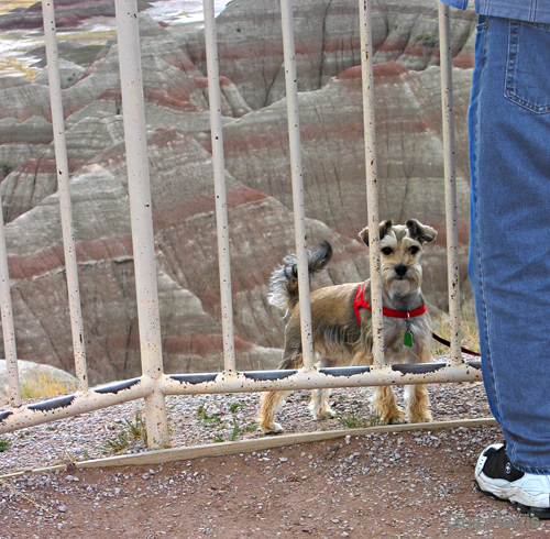 ap--Schnauzer Badlands--_0563