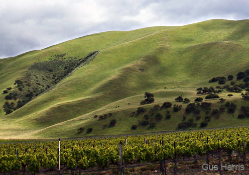 ar--Mountains Vineyards Carmel Valley--DC1T0101 (2)