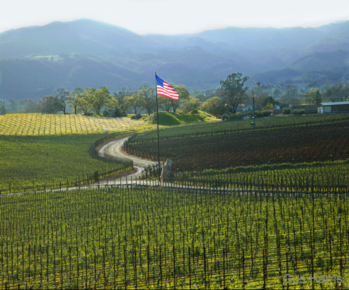 av--Flag Vineyard Winding Road Napa--DC1T4425