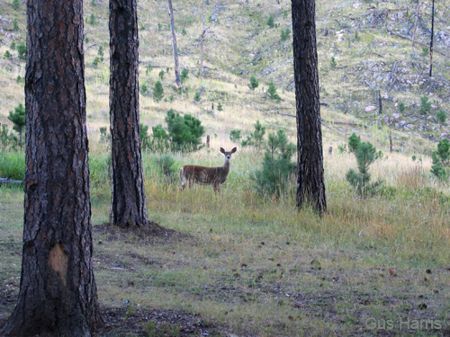 bd--Deer In The Woods Mt. Rushmore_0661