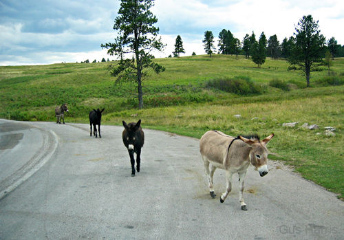 bda--Donkeys On The Road_0632