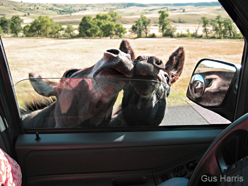 be--Donkeys Car Window Badlands_0649