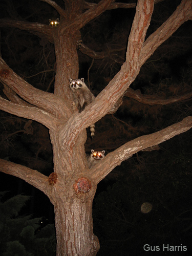 bi--Raccoons In Tree_7247