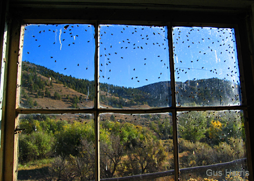 bk--Flies On Window Bannack Montana_1278