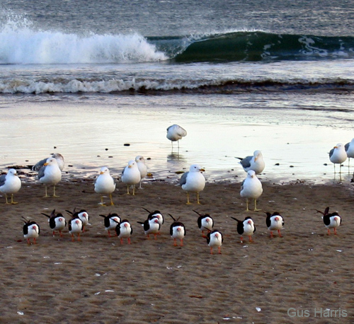 bo--Skimmers And Seagulls On Beach_4505