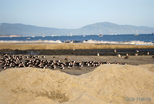 bp--Birds Beach Boats Mountains _0048