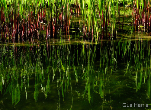 bq--Weed Reflections Huntington Pasadena_4960