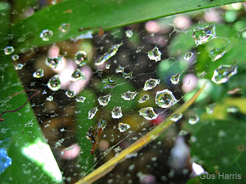 br--Water Drops Spider Web Leaf Evanston_6515