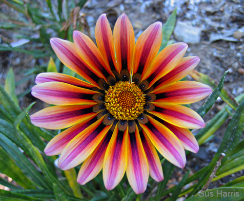 bs--Colorful Striped Flower Evanston_0150