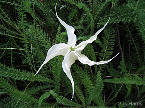 bv---White Star Flower_0414