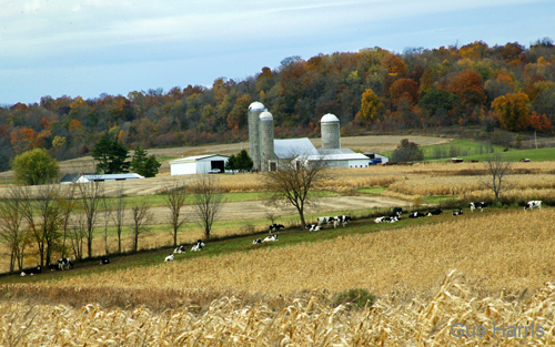 bx--Cows Corn Fields Lancaster Wisconsin--DC1T9314