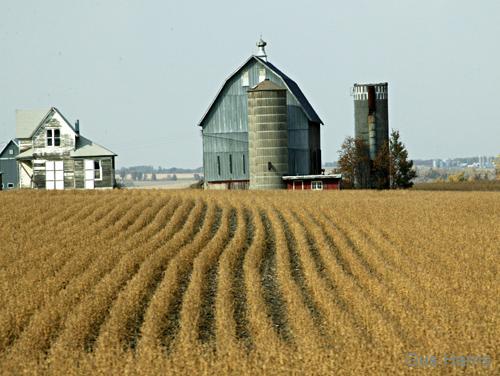 by--Barn Corn Rows Lanesboro Minnesota--DC1T8095