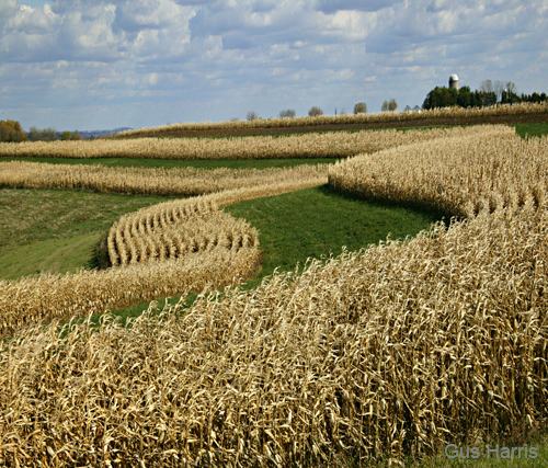 bya--Winding Cornfields Wisconsin--DC1T9962