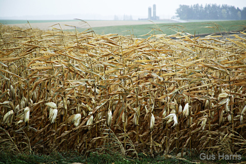 bz--Cornfield Silos Background LaCross Wis--DC1T8726