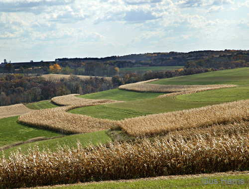 cca--Cornfields Swirling Wisconsin--DC1T9900