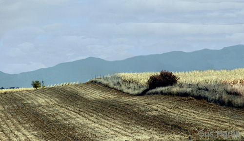 ce--Field Rows Cloud Minnesota--7885 