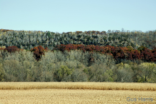 cg--Corn field & bushes Wisconsin DC1T8827 