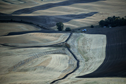 cia--Fields Palouse--DC1T6929