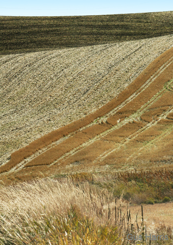 cj--Wheat Field LayersDC1T6730