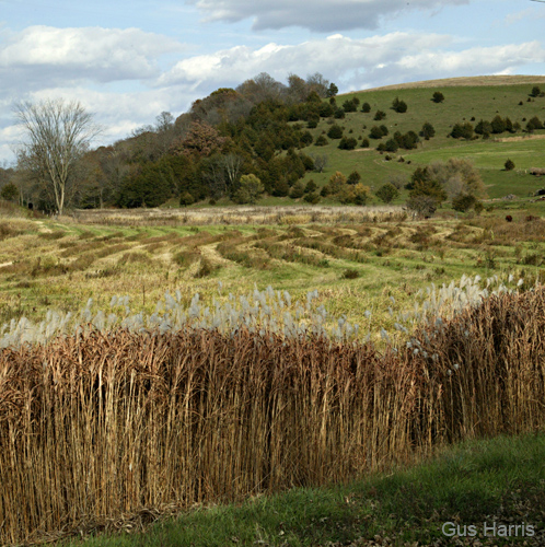 ckb--Fields Weeds Mountains Wisconsin--DC1T0336