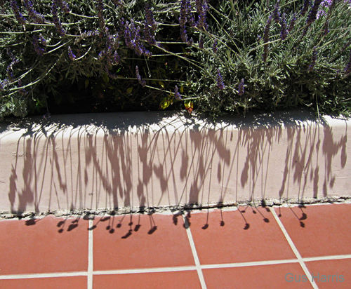 ckba--Flower Shadows On Wall Pasadena CA--_6825