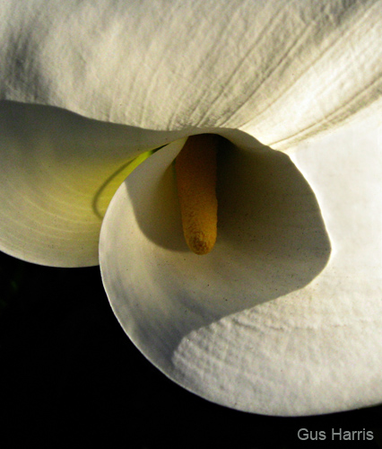 ckbba Calla Lily Darlemed_8290