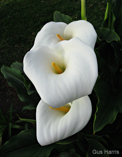 ckbca--Three Calla Lilies SB_8469