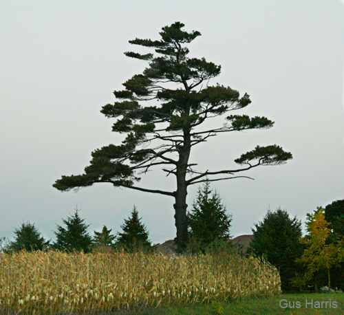 cl--Tree Corn Minnesota--DC1T8258