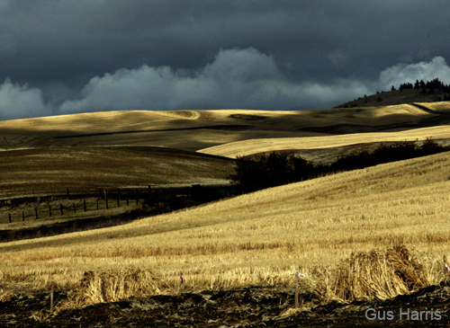 cmaa--Golden Wheat Fields Clouds--DC1T7952