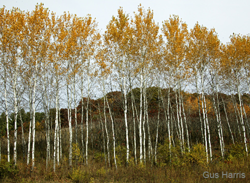 co--Aspen Trees W---DC1T9148