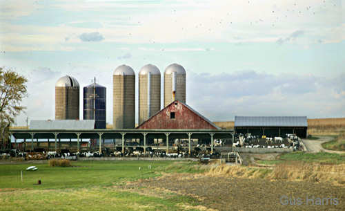 cob--Cows Barn Silos--DC1T0415