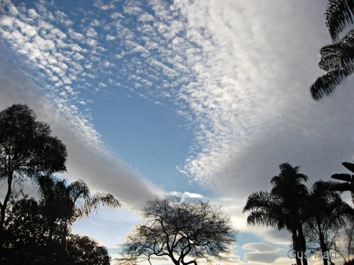 cy--Trees & White Clouds SB_7852