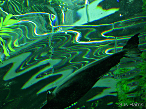 czab-Fish Water Swirls_9777