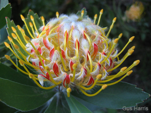 dka--Red and Yellow Cotton Flower _4135