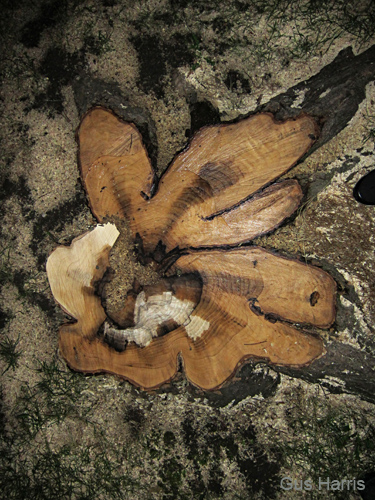 dma--Tree Stump_6437