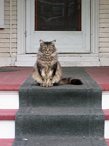 ds--Cat On Porch Evanston_9565