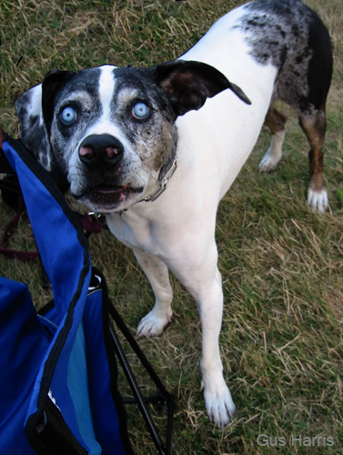 dwa--Spook Dog Evanston_6291crop