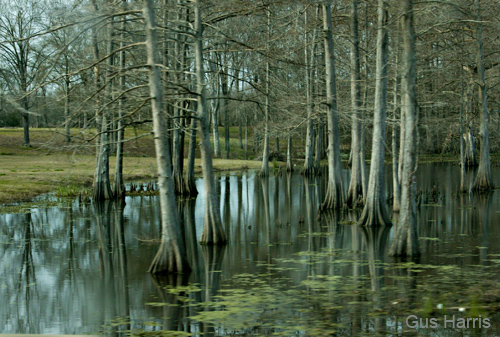 ef--Bayou Swamp Cypress Trees LA DC1T3464