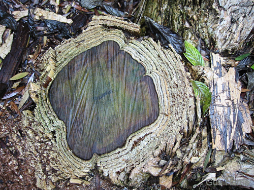 ep--Tree Stump SB_8798