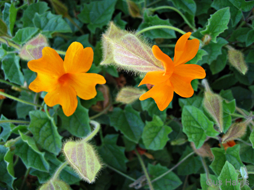 fi--Bright Orange Flowers Fuzzy Buds SB--_0250