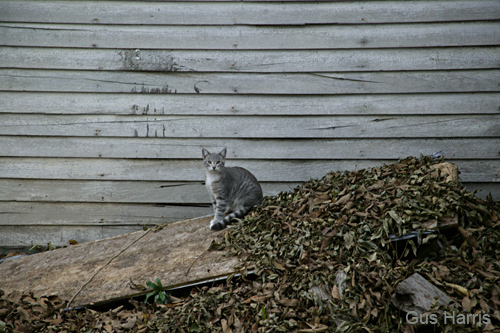 fo--Kitty on Board Wisconsin--DC1T8664