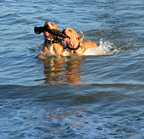 fq--Two Dogs One Stick--_0285